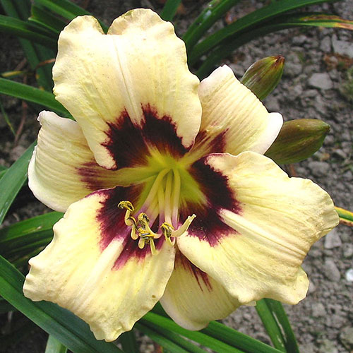 Moonlit Marquerade Daylily